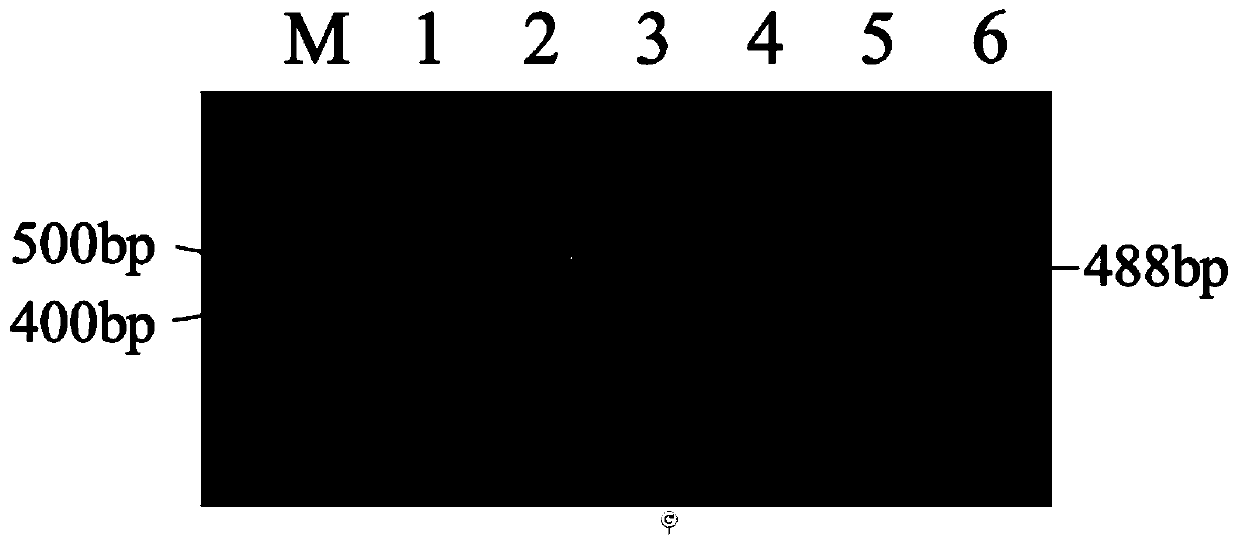 Cow lysozyme (Lyz) gene mammary gland specific expression recombinant plasmid as well as construction method and application thereof