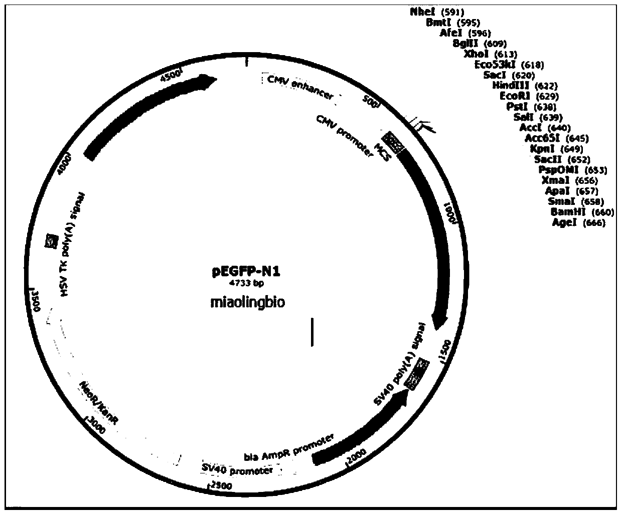 Cow lysozyme (Lyz) gene mammary gland specific expression recombinant plasmid as well as construction method and application thereof