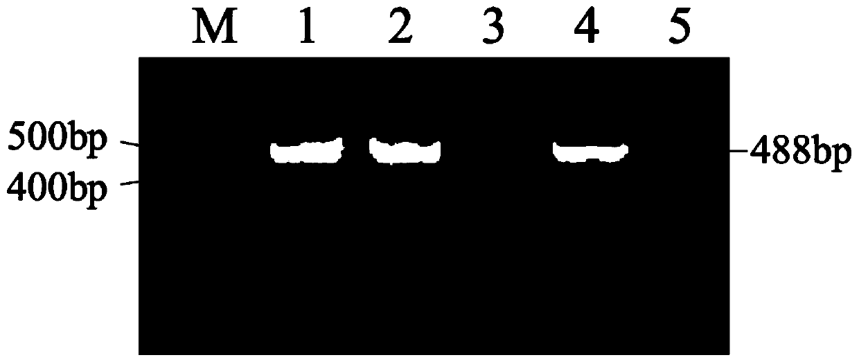 Cow lysozyme (Lyz) gene mammary gland specific expression recombinant plasmid as well as construction method and application thereof