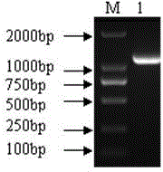 pig Lgr5 gene and applications thereof