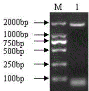 pig Lgr5 gene and applications thereof