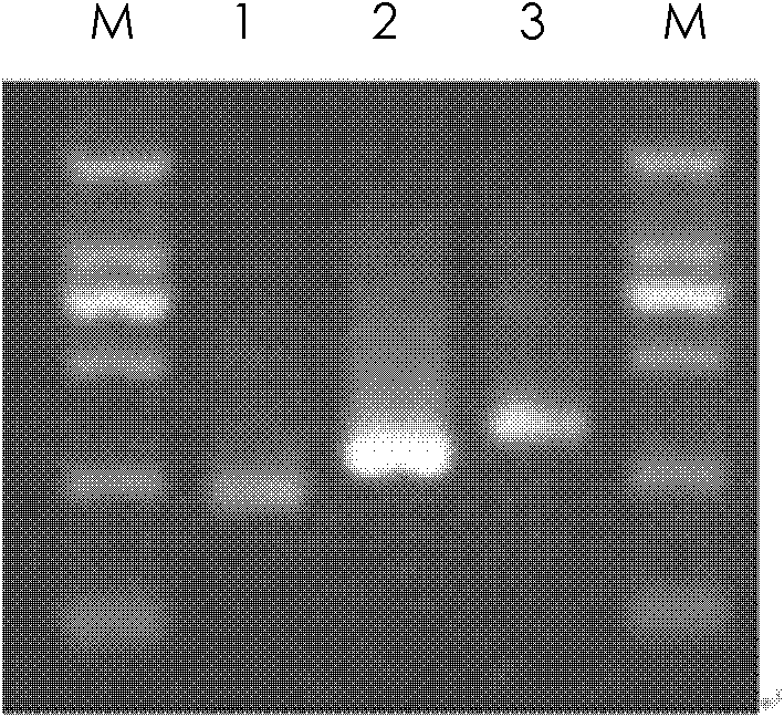 Compound gene chip for detecting salmonella serotype and detection method thereof