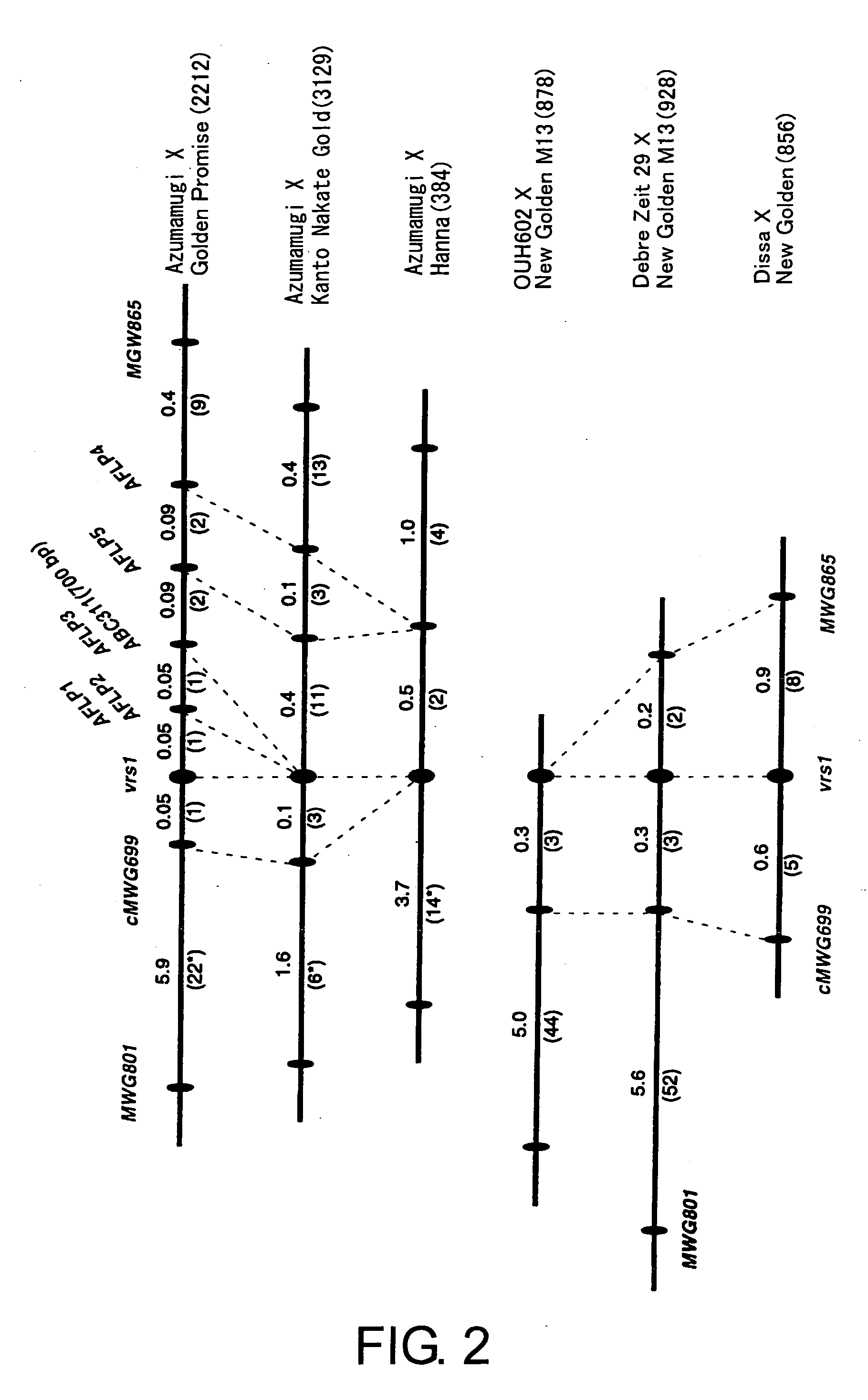 Methods of distinguishing ear shape and resistance against gibberella zeae and method of improving barley plant using the same