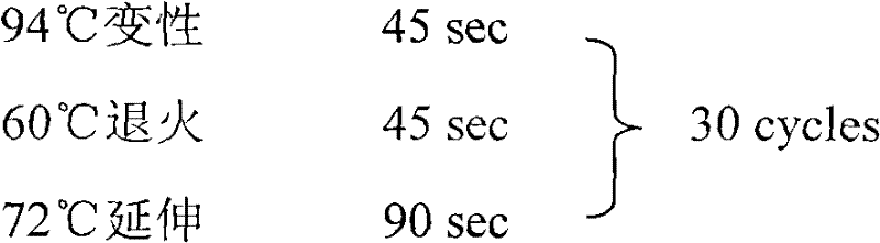 Method for expressing resveratrol stilbene synthase and preparing resveratrol by utilizing insect system