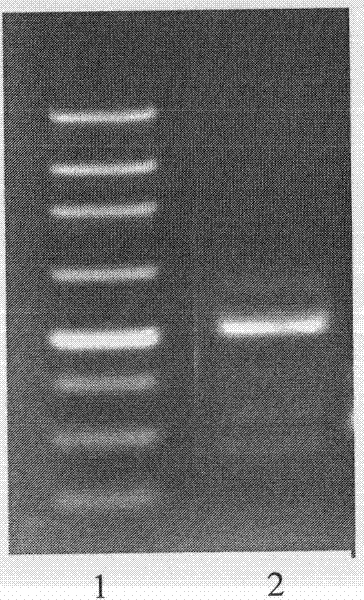 Method for expressing resveratrol stilbene synthase and preparing resveratrol by utilizing insect system