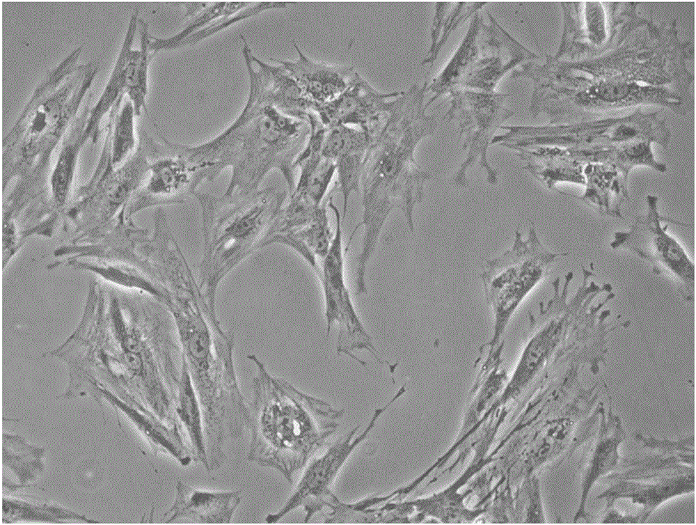 Isolation and culture method for primary rat colonic smooth muscle cells