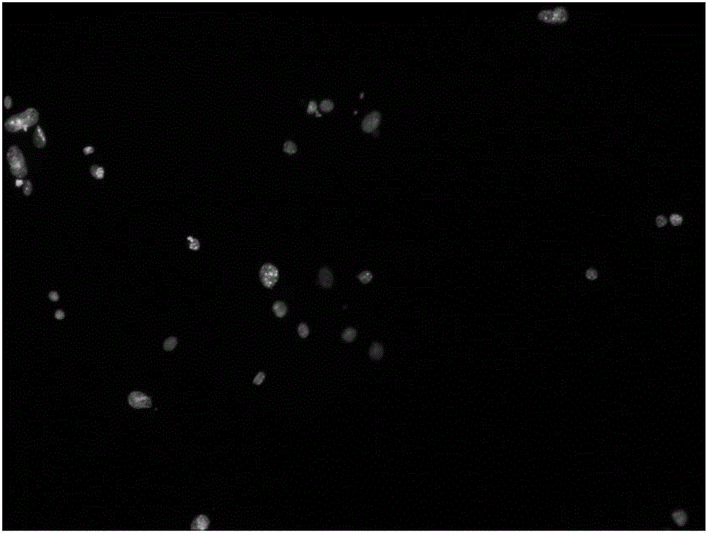 Isolation and culture method for primary rat colonic smooth muscle cells