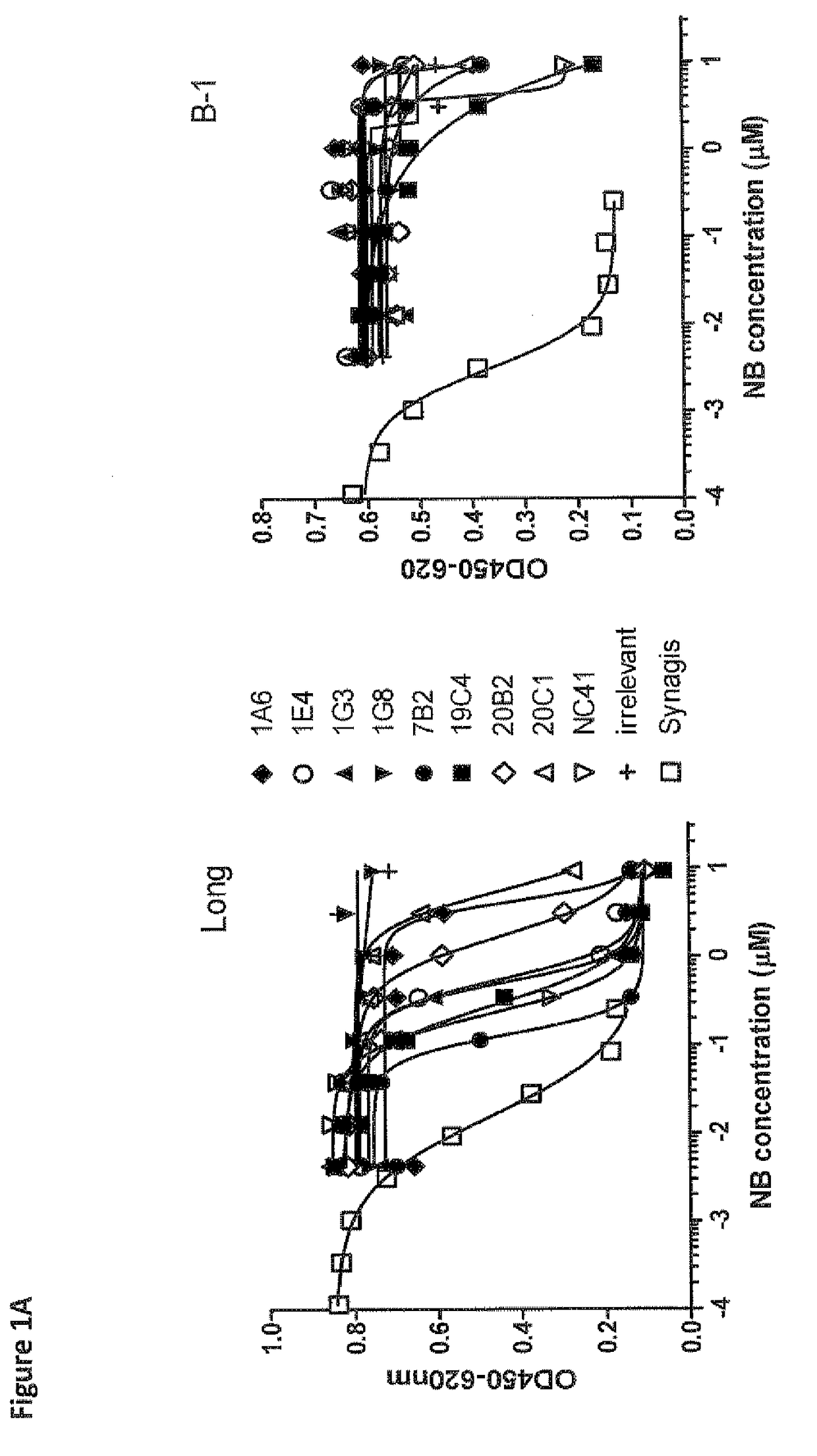 Amino acid sequences directed against human respiratory syncytial virus (HRSV) and polypeptides comprising the same for the prevention and/or treatment of respiratory tract infections