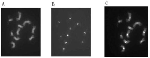 Brachypodium distachybes functional centromere antigen polypeptide and its application