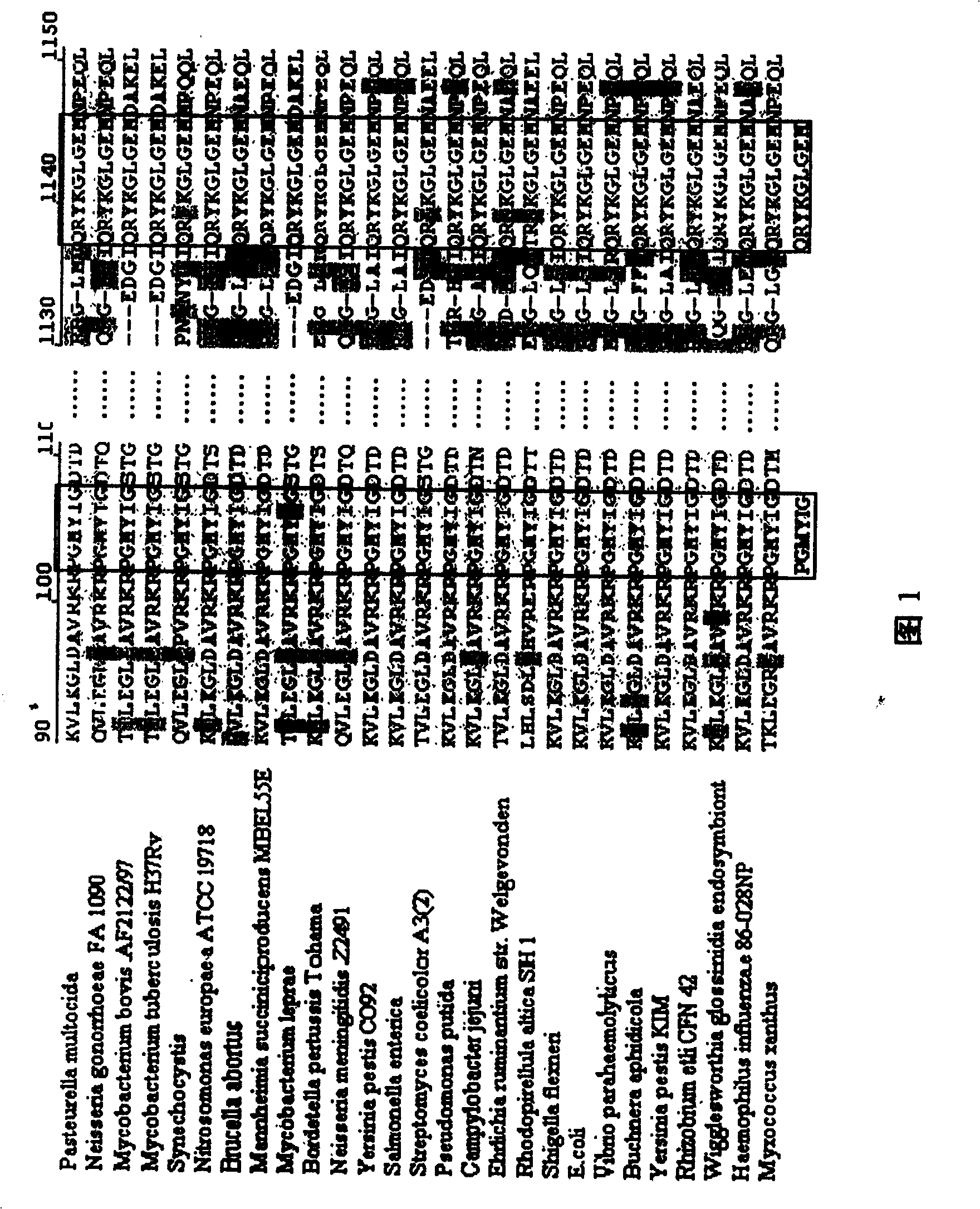 General purpose primer for cloning bacteria gyrase-gyrB gene