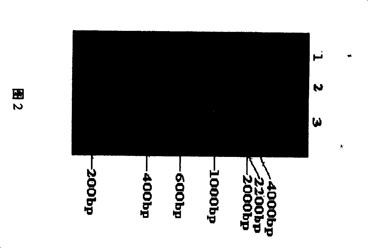 General purpose primer for cloning bacteria gyrase-gyrB gene