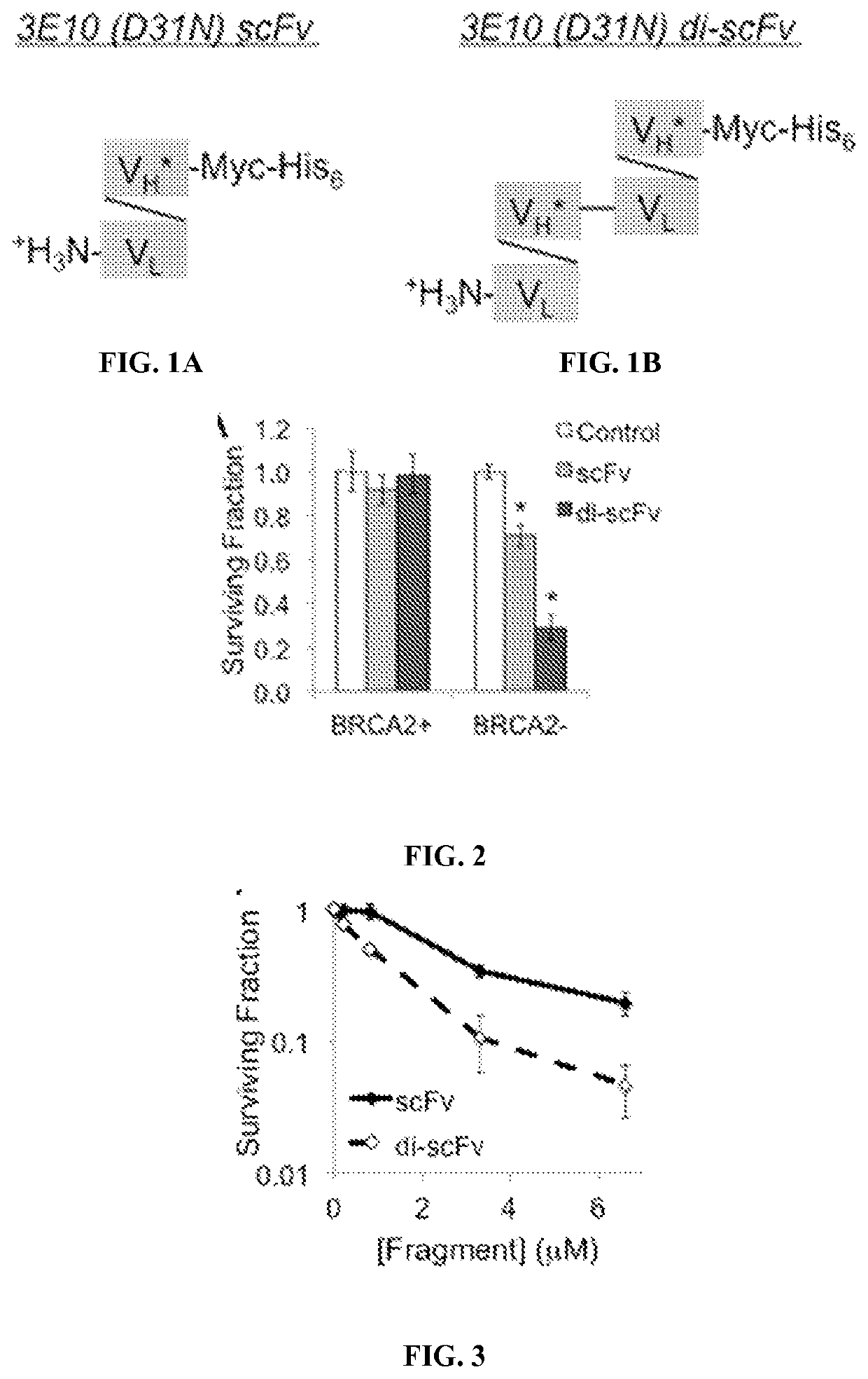 Multivalent fragments of antibody 3e10 and methods of use thereof