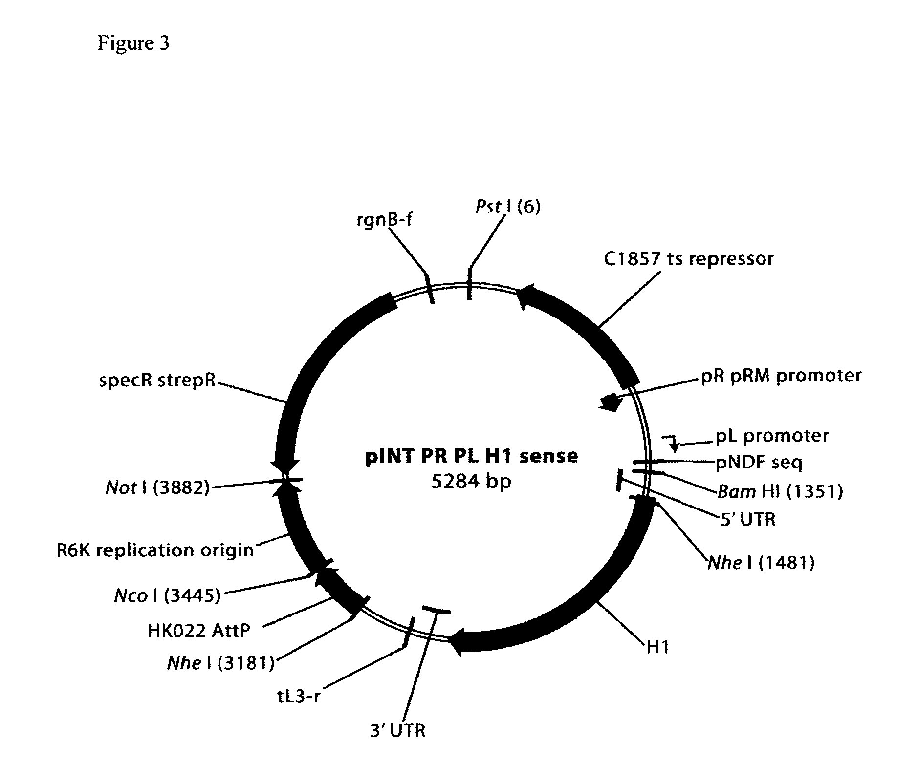 Bacterial strains with improved plasmid stability