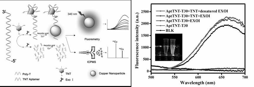 A "fluorescence-stable isotope" dual-mode detection method for p-trinitrotoluene