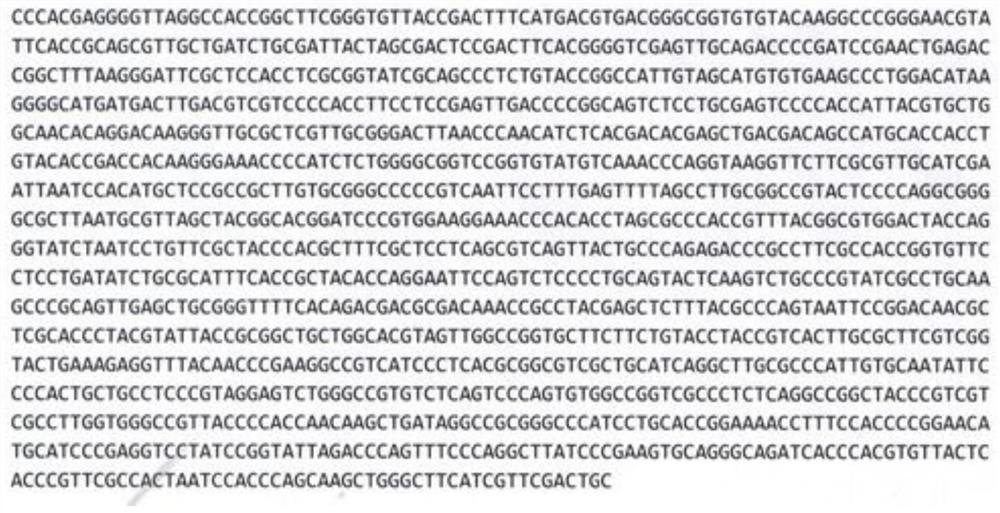 A strain of Rhodococcus rhodochrous and its method for producing nicotinamide