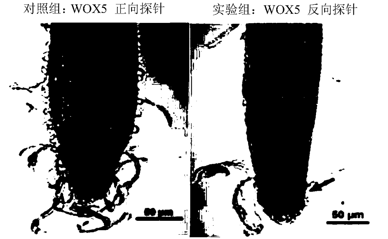 Specific gene PgWOX5 used for detecting ginseng root tip stem cells and detection method thereof and application thereof