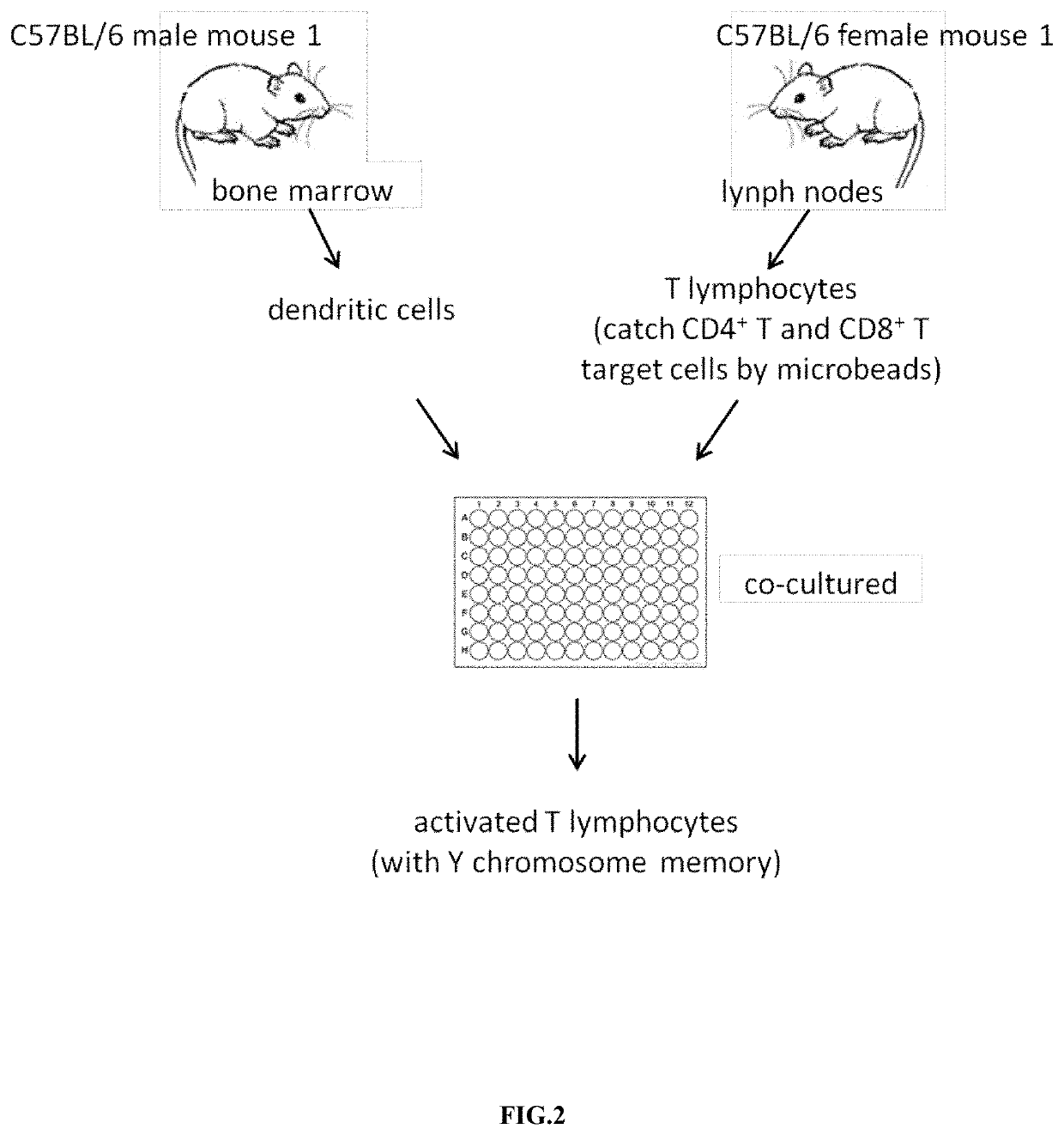 Mode of inducing renal transplant rejection on animals and its manufacturing approach