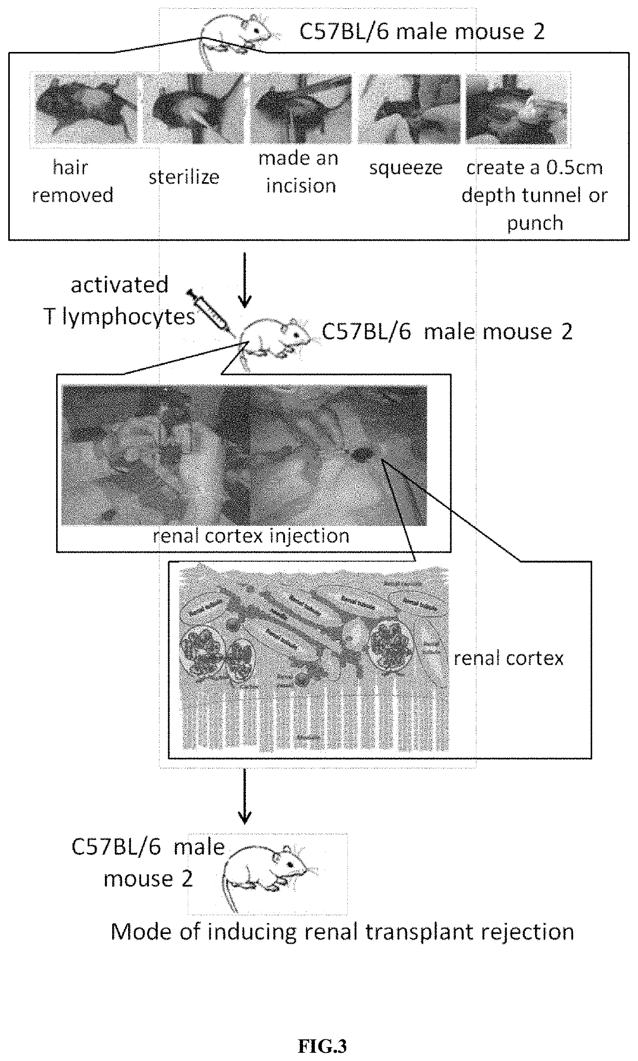 Mode of inducing renal transplant rejection on animals and its manufacturing approach