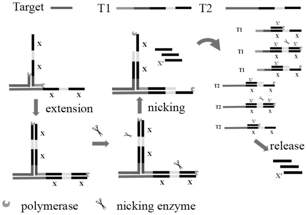 A low-sequence-dependent high-order isothermal exponential amplification method for the detection of microRNAs