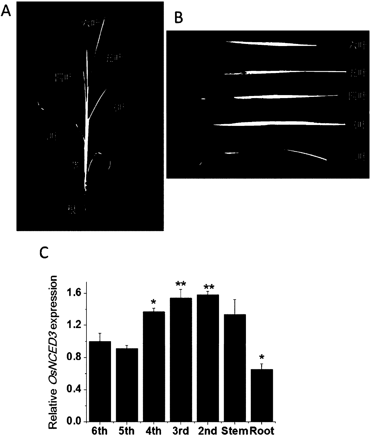 Coding sequence and application of epoxy carotene dioxygenase OsNCED3 gene of rice