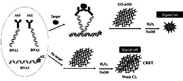 Homogeneous immunoassay method for quenching acridinium ester chemiluminiscence based on ortho-position touch effect and graphene oxide and use equipment