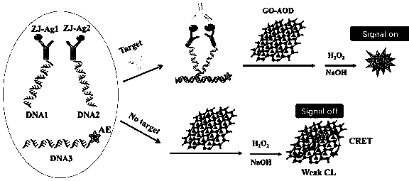 Homogeneous immunoassay method for quenching acridinium ester chemiluminiscence based on ortho-position touch effect and graphene oxide and use equipment