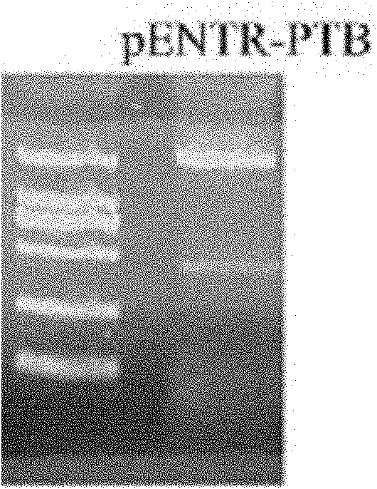 Recombinant ubiquitin ligase PTB-U-box fusion gene and expression vector and application thereof