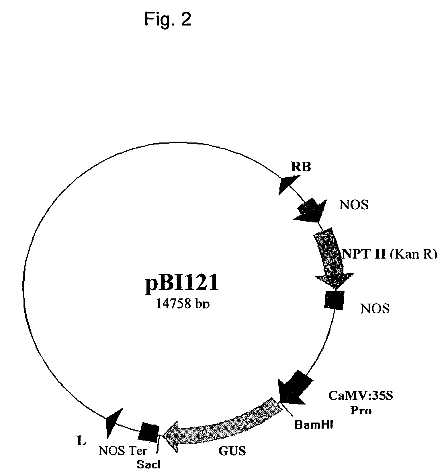 Method of enhancing quality factors in cotton