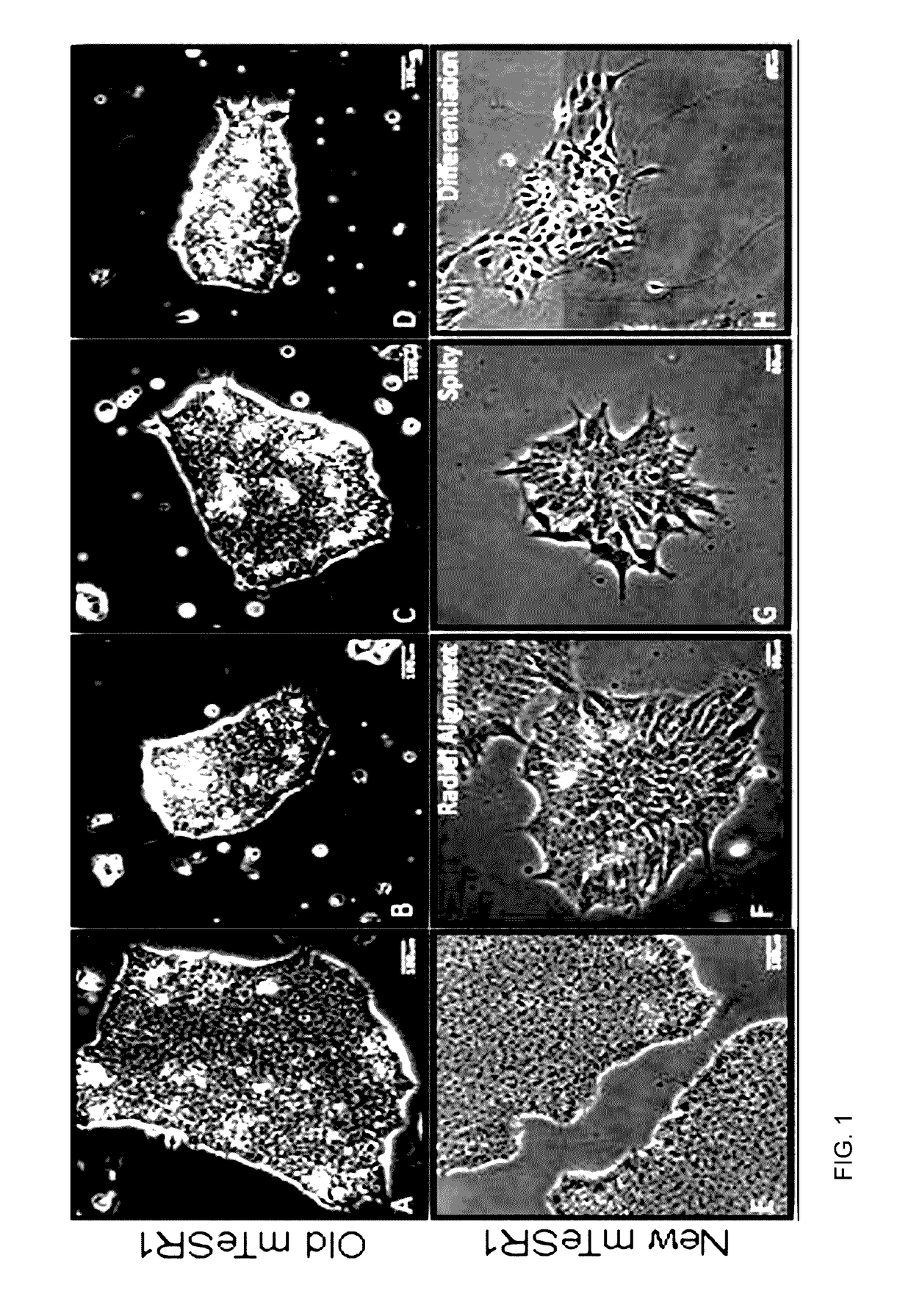 Technology for sustaining pluripotency and improved growth of stem cells in culture