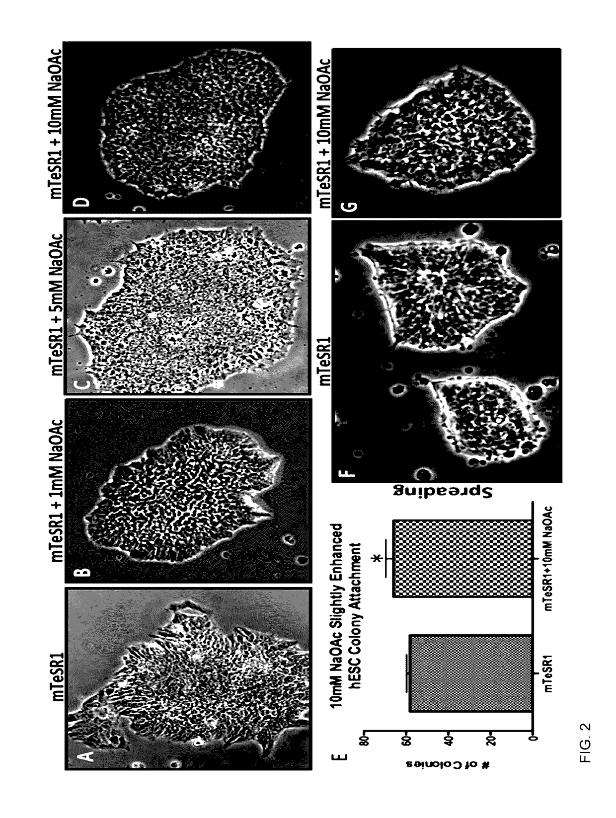 Technology for sustaining pluripotency and improved growth of stem cells in culture