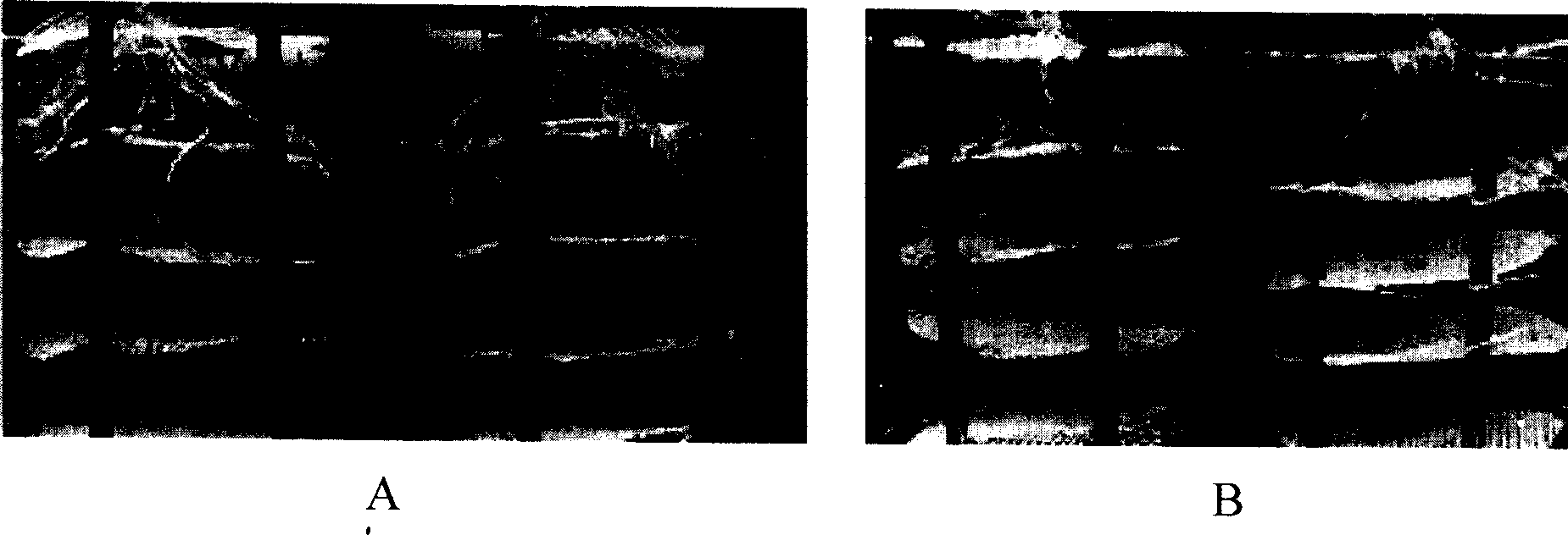 Nutrient content-saving paddy root-flourishing wither-inhibiting fertilization method