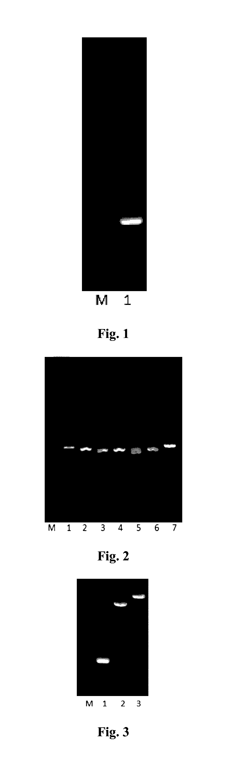 Trail mutant membrane-penetrating peptide-alike and methods of preparation thereof