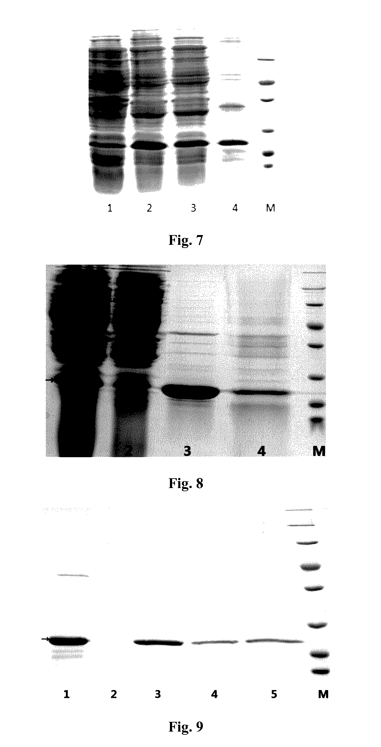 Trail mutant membrane-penetrating peptide-alike and methods of preparation thereof