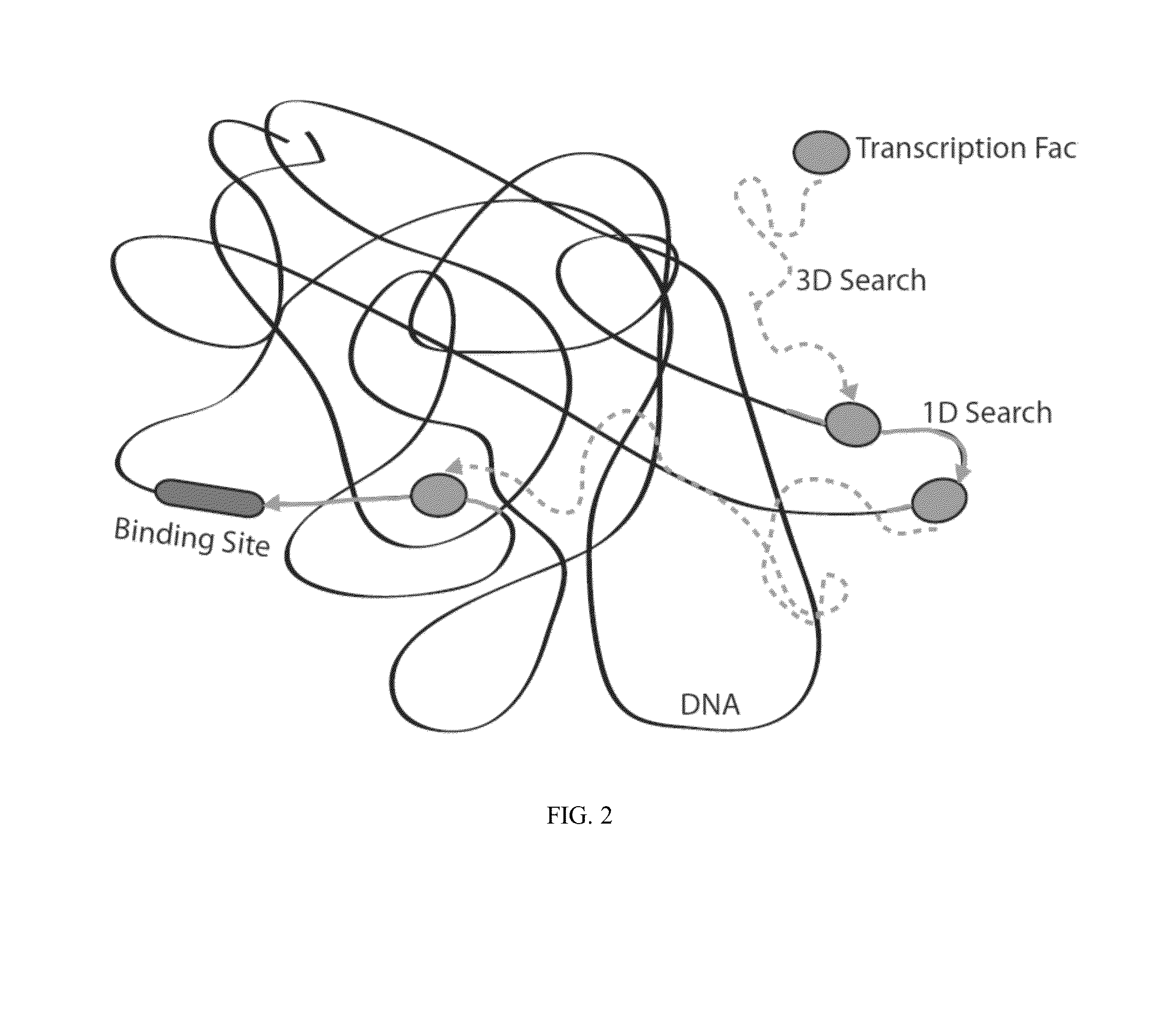 Artificial transcription factors comprising a sliding domain and uses thereof