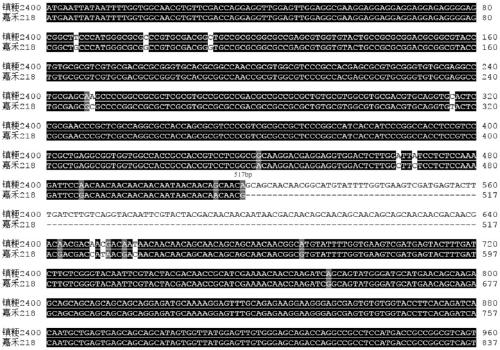 Photoperiod-insensitivity Hd1 allele and molecular marker and application thereof