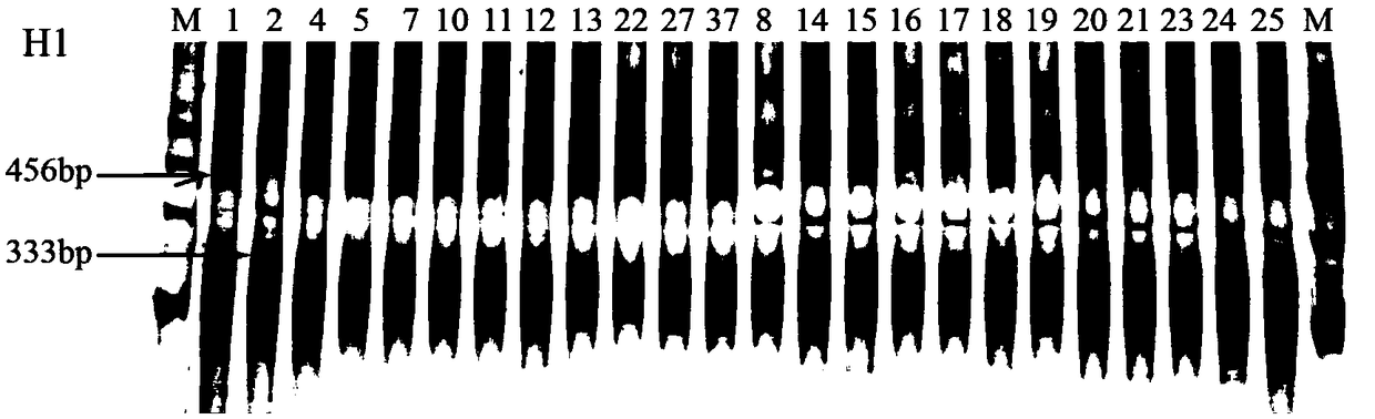 Photoperiod-insensitivity Hd1 allele and molecular marker and application thereof