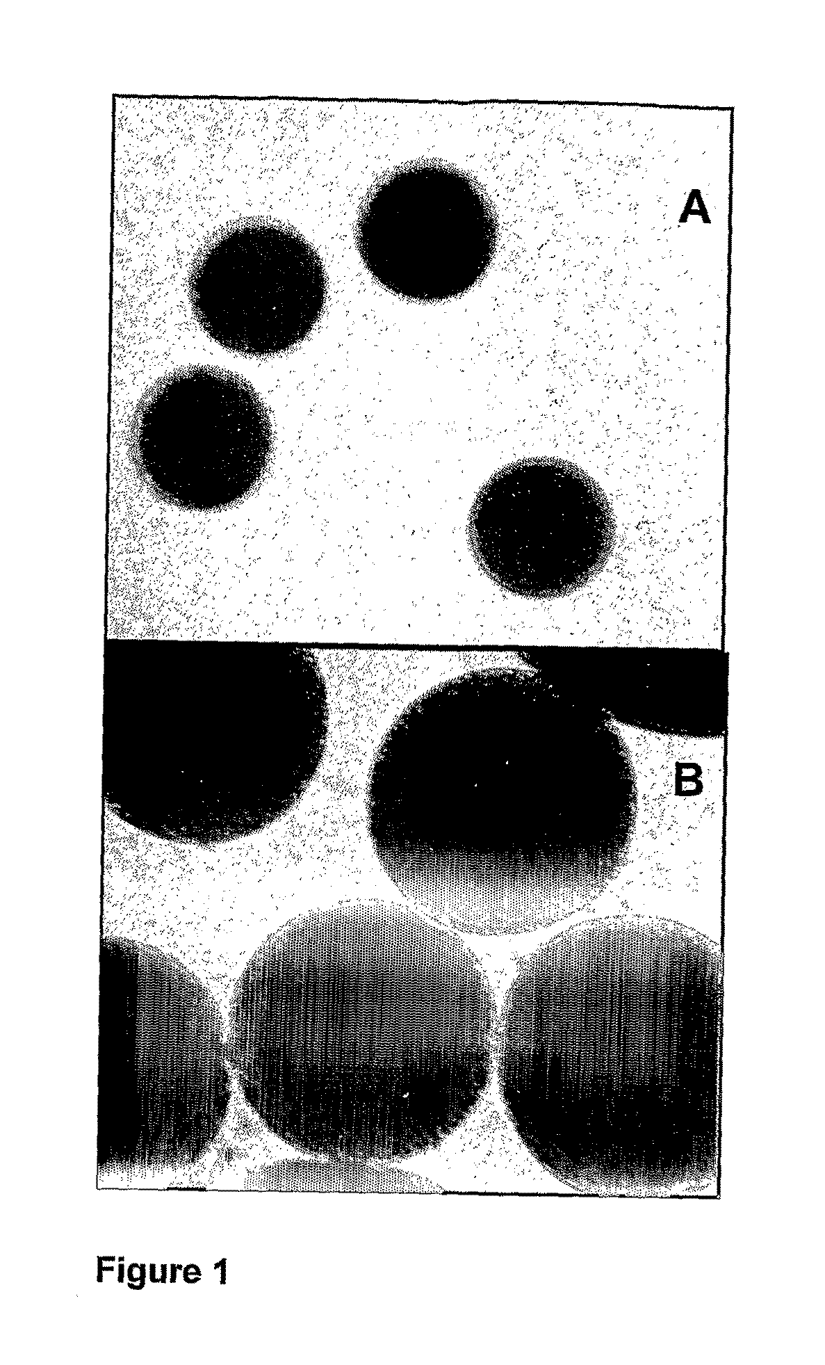 Cell And Enzyme Compositions For Modulating Bile Acids, Cholesterol and Triglycerides