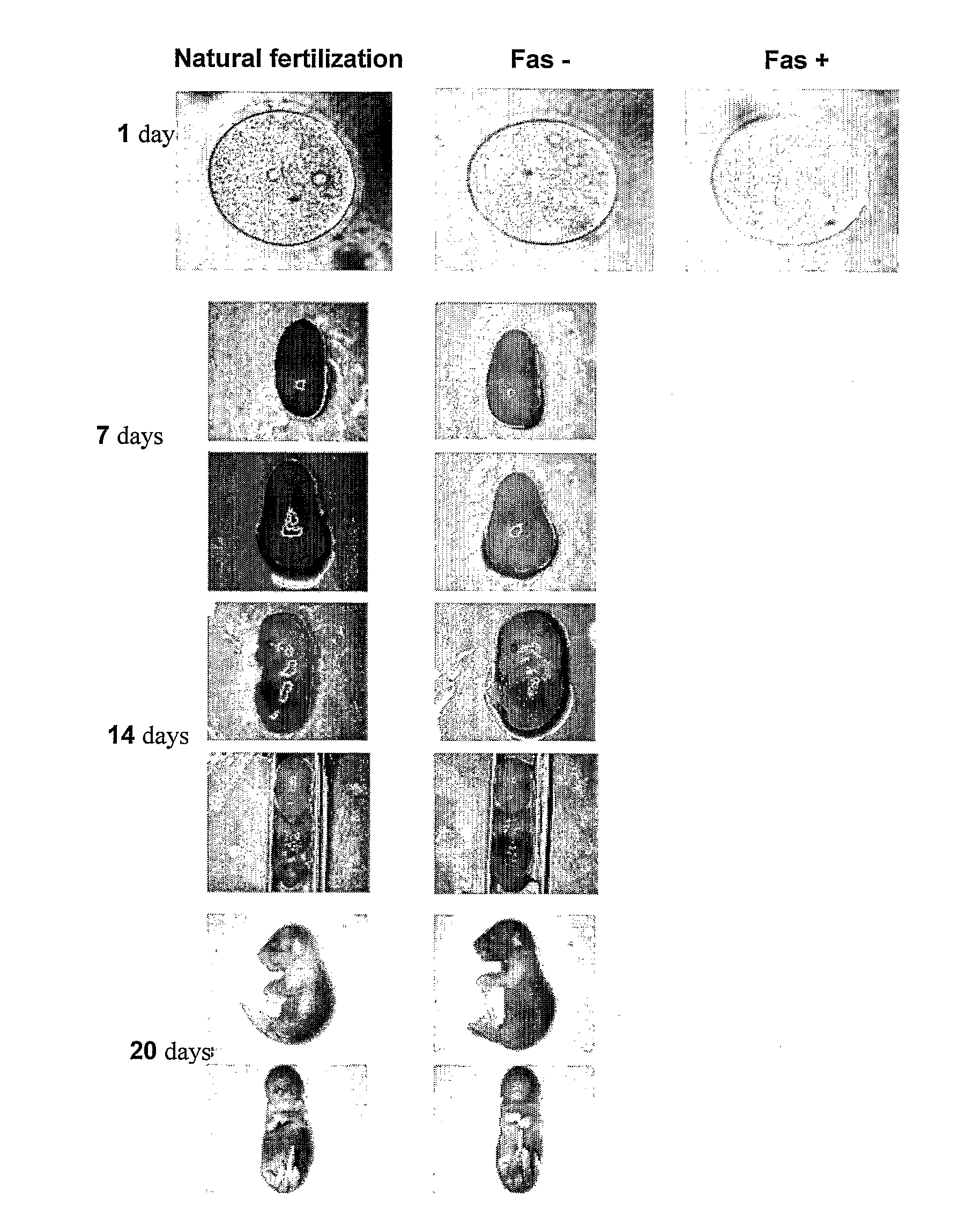 Method and pharmacological composition for the diagnosis and treatment of male