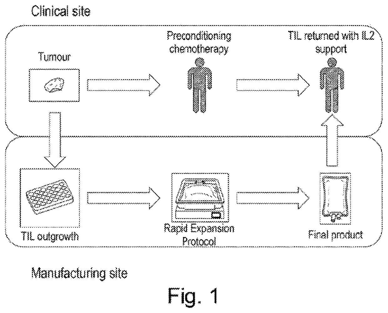 Biomarker predictive of tumour infiltrating lymphocyte therapy and uses thereof