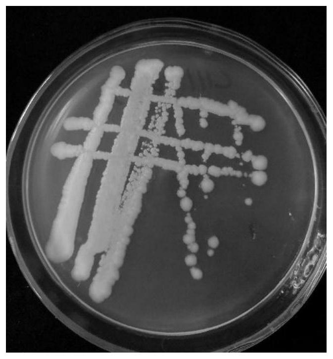 Bacillus cereus and application