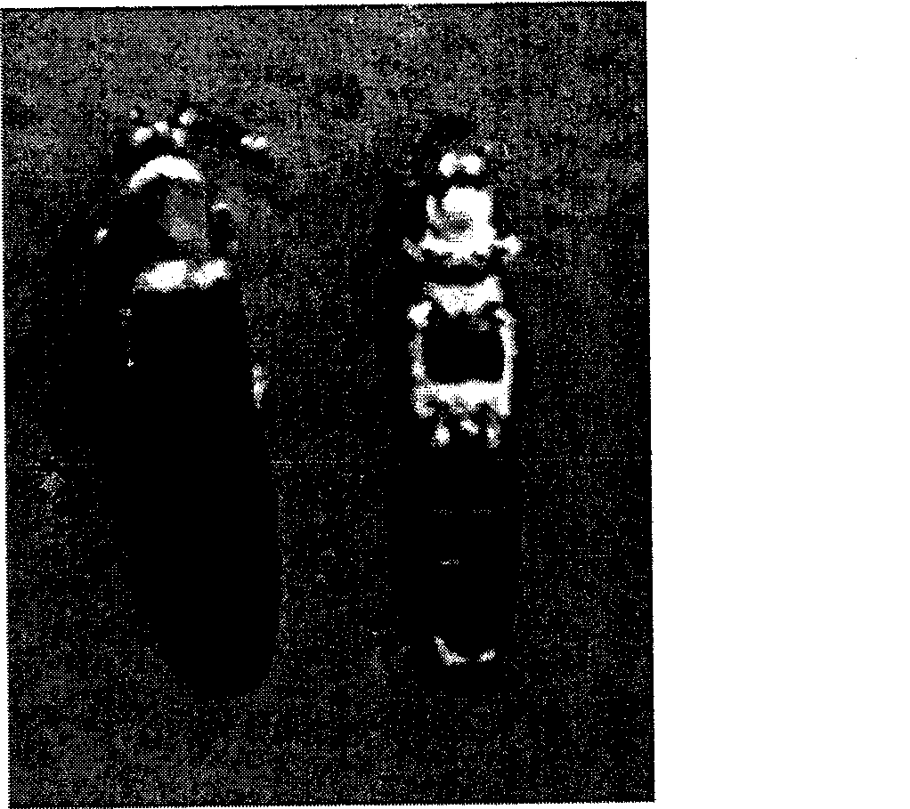 Efficient Metarhizium strain and use thereof for preventing and treating coconut leaf beetle