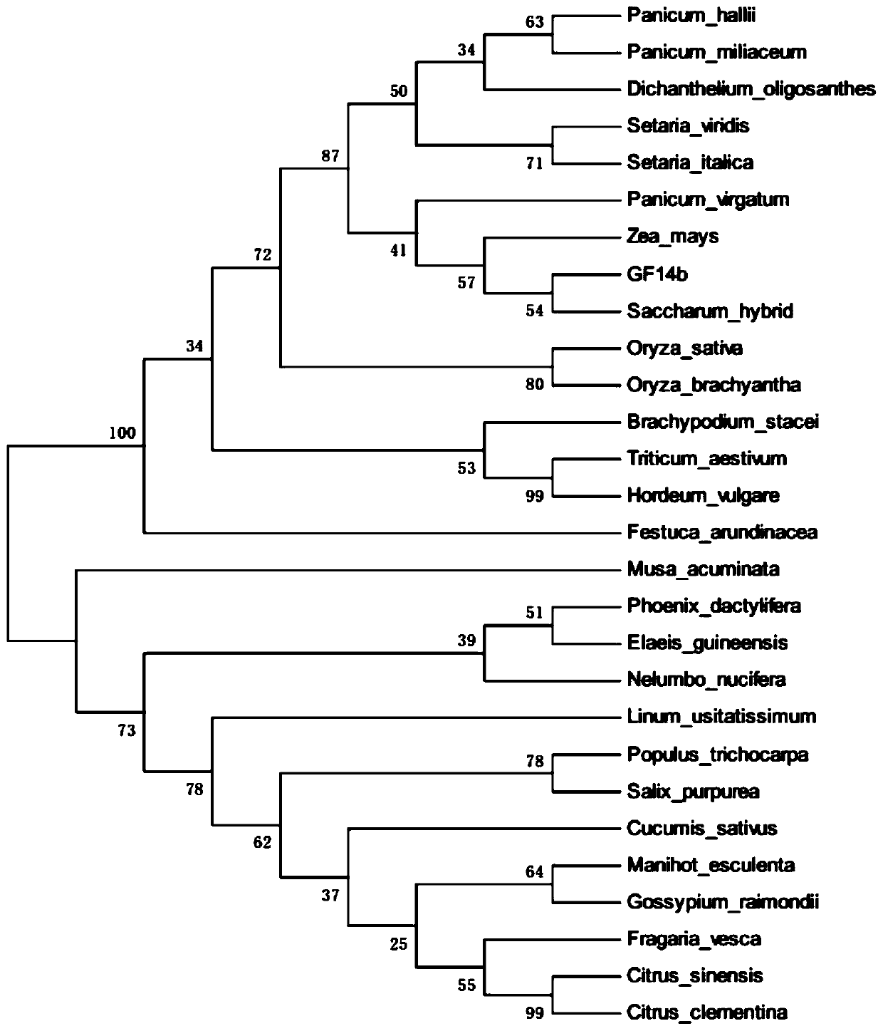 Sorghum 14-3-3 protein GF146 gene, recombinant vector thereof and expression method