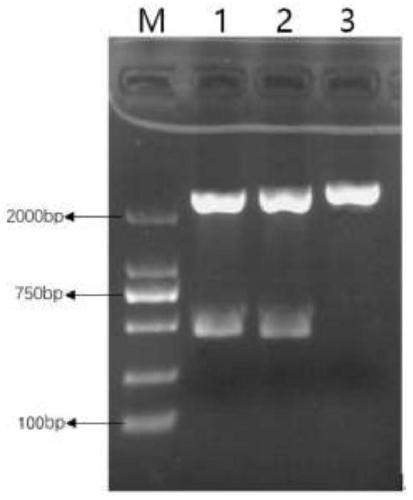 Double-stranded RNA capable of preventing and controlling mosquitoes, expression vector and applications of double-stranded RNA and expression vector