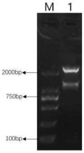 Double-stranded RNA capable of preventing and controlling mosquitoes, expression vector and applications of double-stranded RNA and expression vector