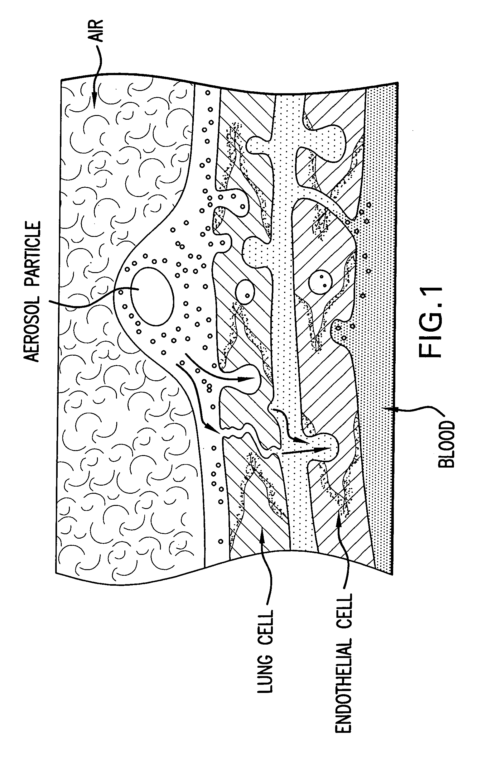 Methods of use of fibroblast growth factor, vascular endothelial growth factor and related proteins in the treatment of acute and chronic heart disease