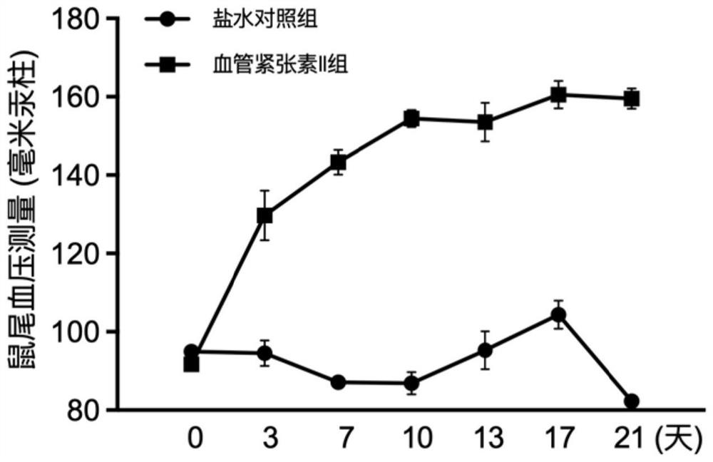 Preparation method and application of mouse hypertension fundus lesion model caused by continuous angiotensin II perfusion