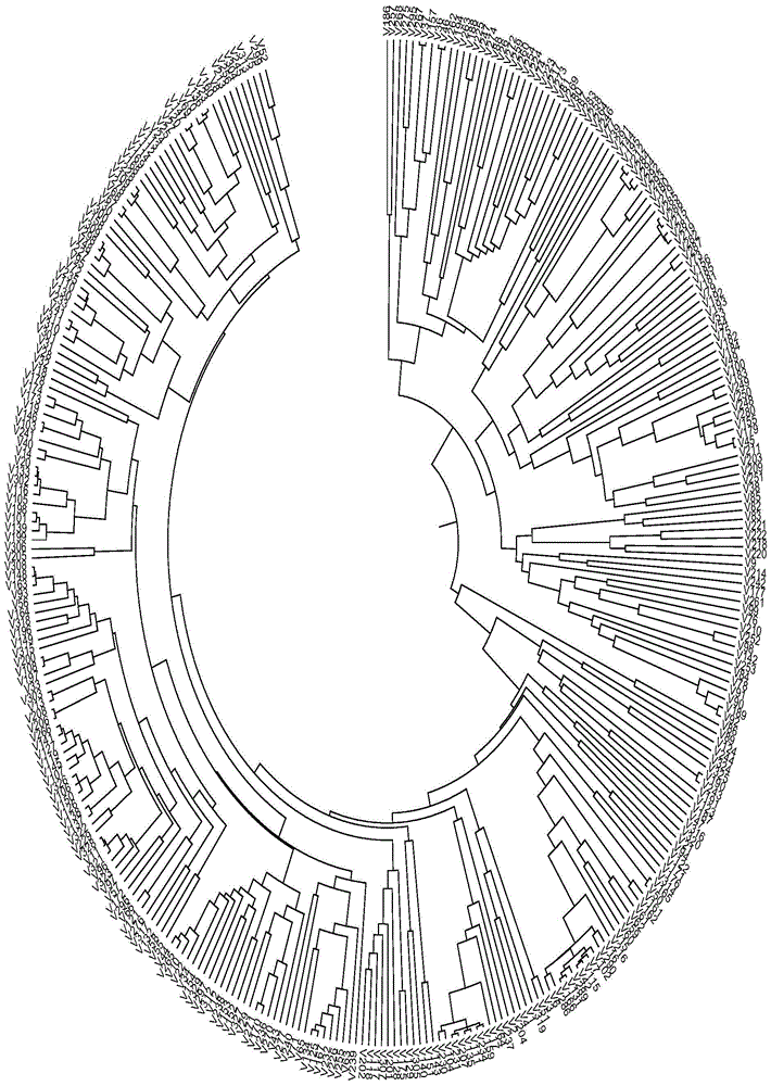 Set of core SNP markers suitable for constructing variety nucleic acid fingerprint database of Chinese cabbage and applications of core SNP markers