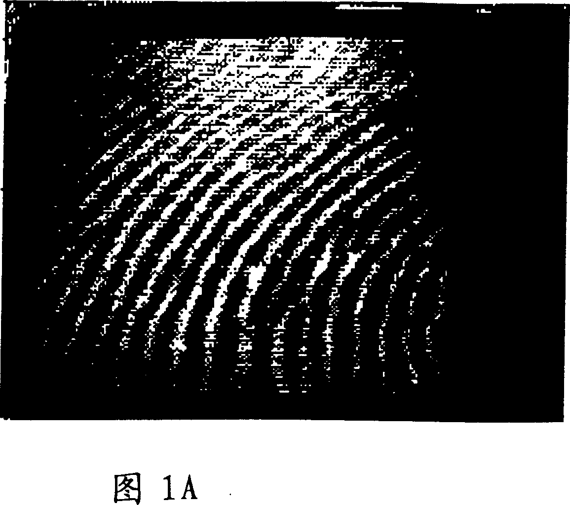 Fingerprint identification system having detecting capillary hole and method thereof