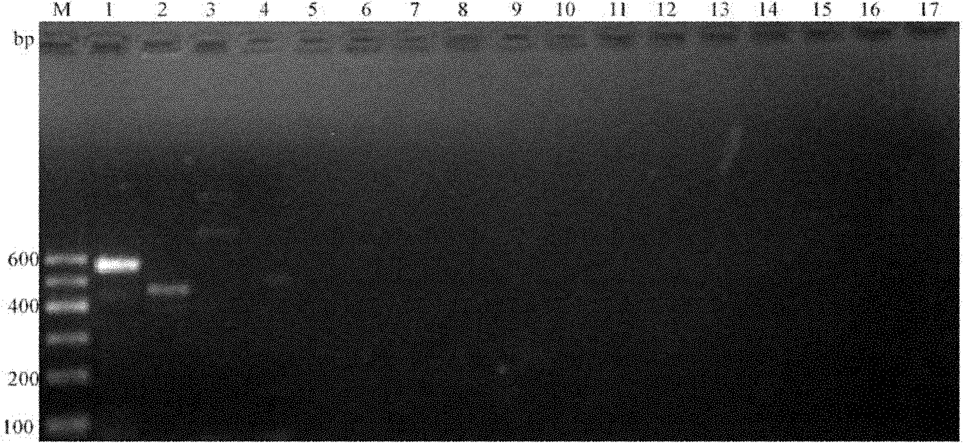 Staphylococcus aureus enterotoxin gene PCR (Polymerase Chain Reaction) parting detection kit and method