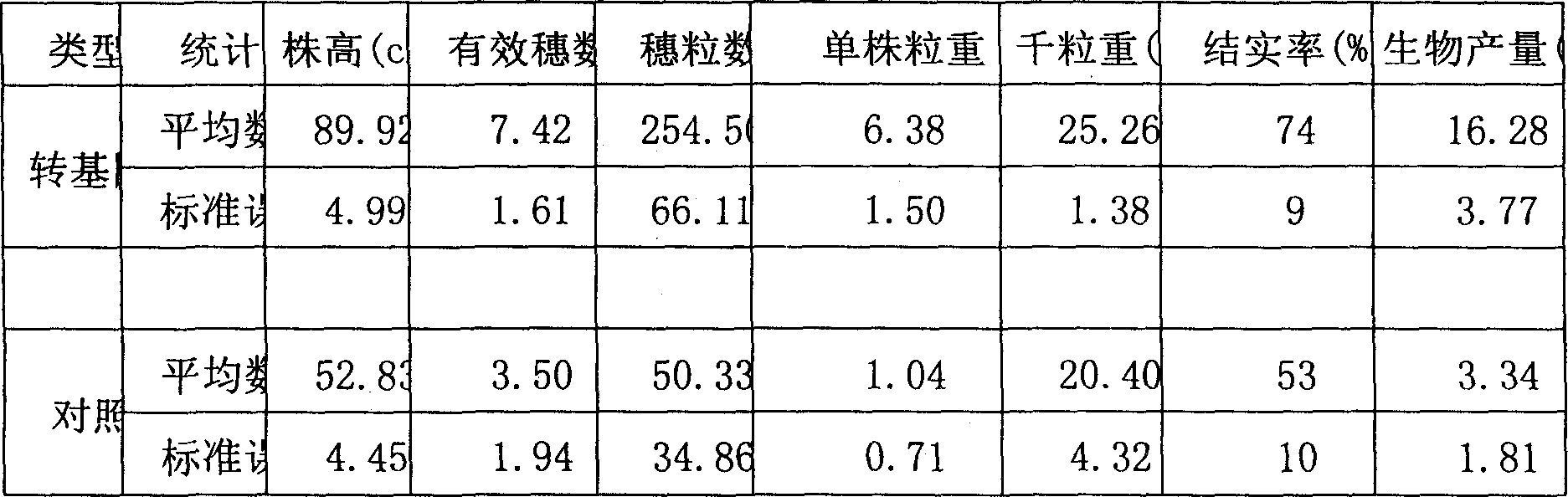 Method for cultivating phosphor highly active paddy rice utilizing inverted citrate synthetase gene